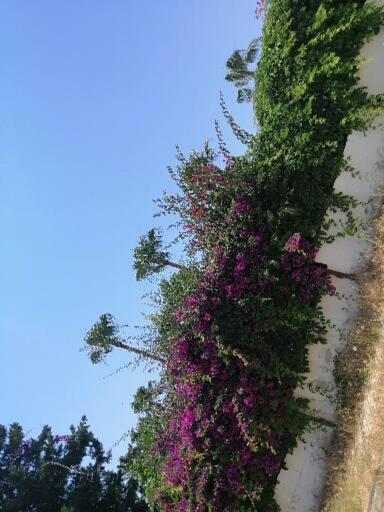 Cimtur Tatil Sitesi 3+1 Villa Alanya Exterior photo